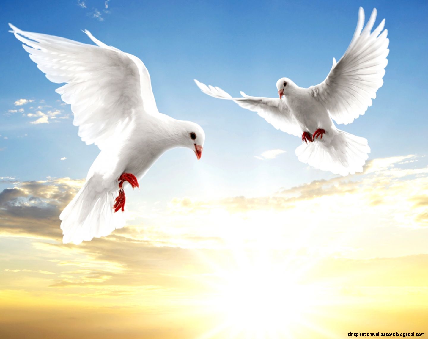 Beautiful White Dove Flying Beautiful White Dove Flying