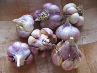 home grown garlic