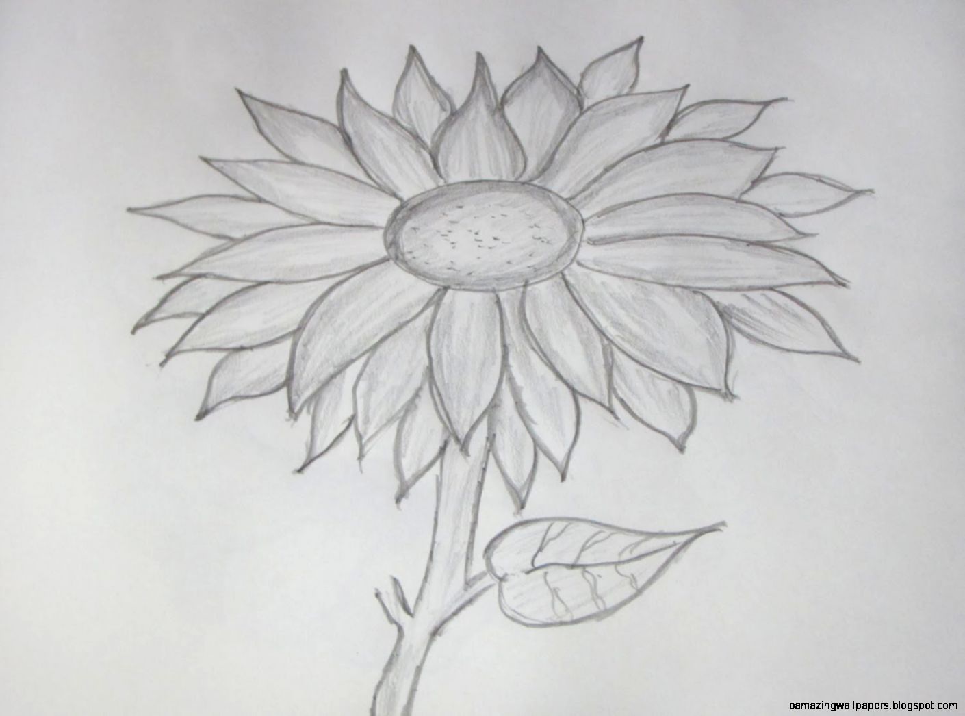 How to Draw and Sketch a Sunflower using Pencil YouTube How to Draw and Sketch a Sunflower using Pencil YouTube