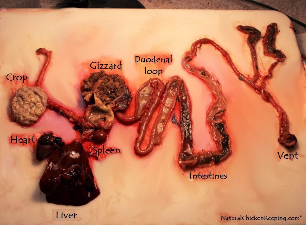 Natural Chicken Keeping: How to Perform a Necropsy (Autopsy) on a Chicken