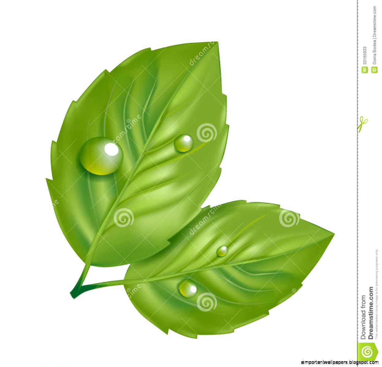 Two Green Leaves With Dew Isolated Stock Photos Image 33165933 Two Green Leaves With Dew Isolated Stock Photos Image 33165933