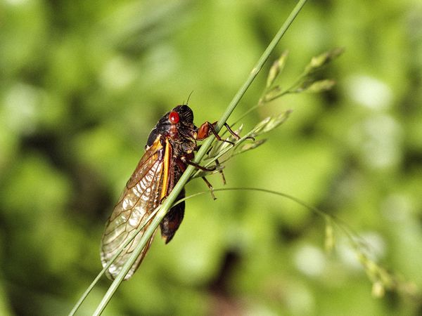 Garengpung Cicada Garengpung Brood
