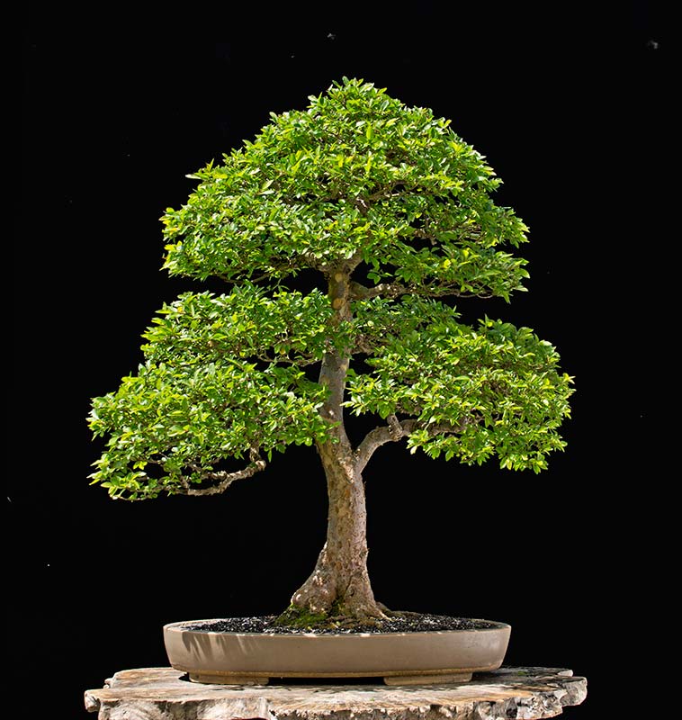 Walter Pall Bonsai Adventures Chinese elm 1