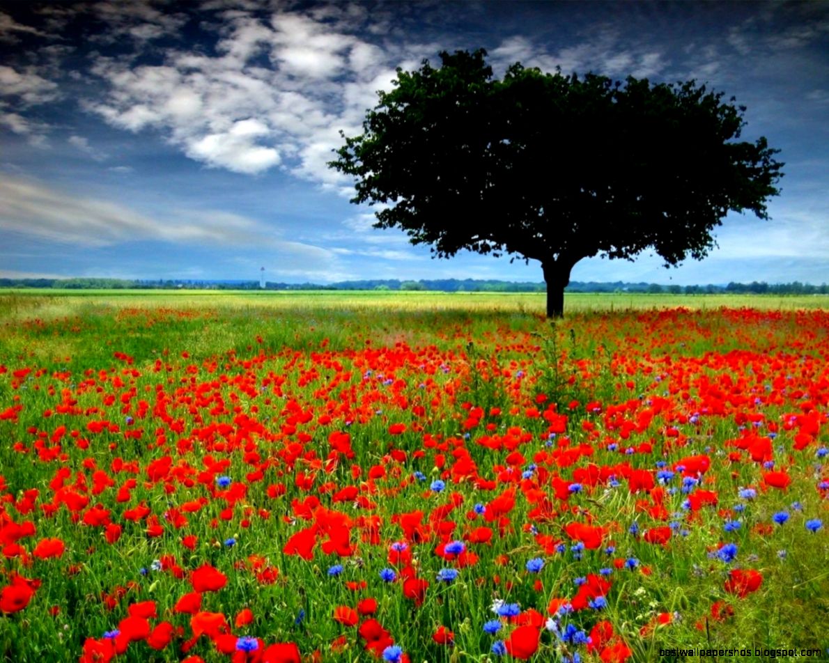 wallpaper poppy poppy flower vast field beautiful tree red wallpaper poppy poppy flower vast field beautiful tree red