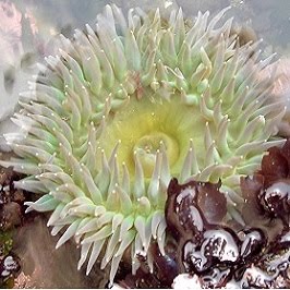 Giant Green Anemone (Anthopleura xanthogrammica)