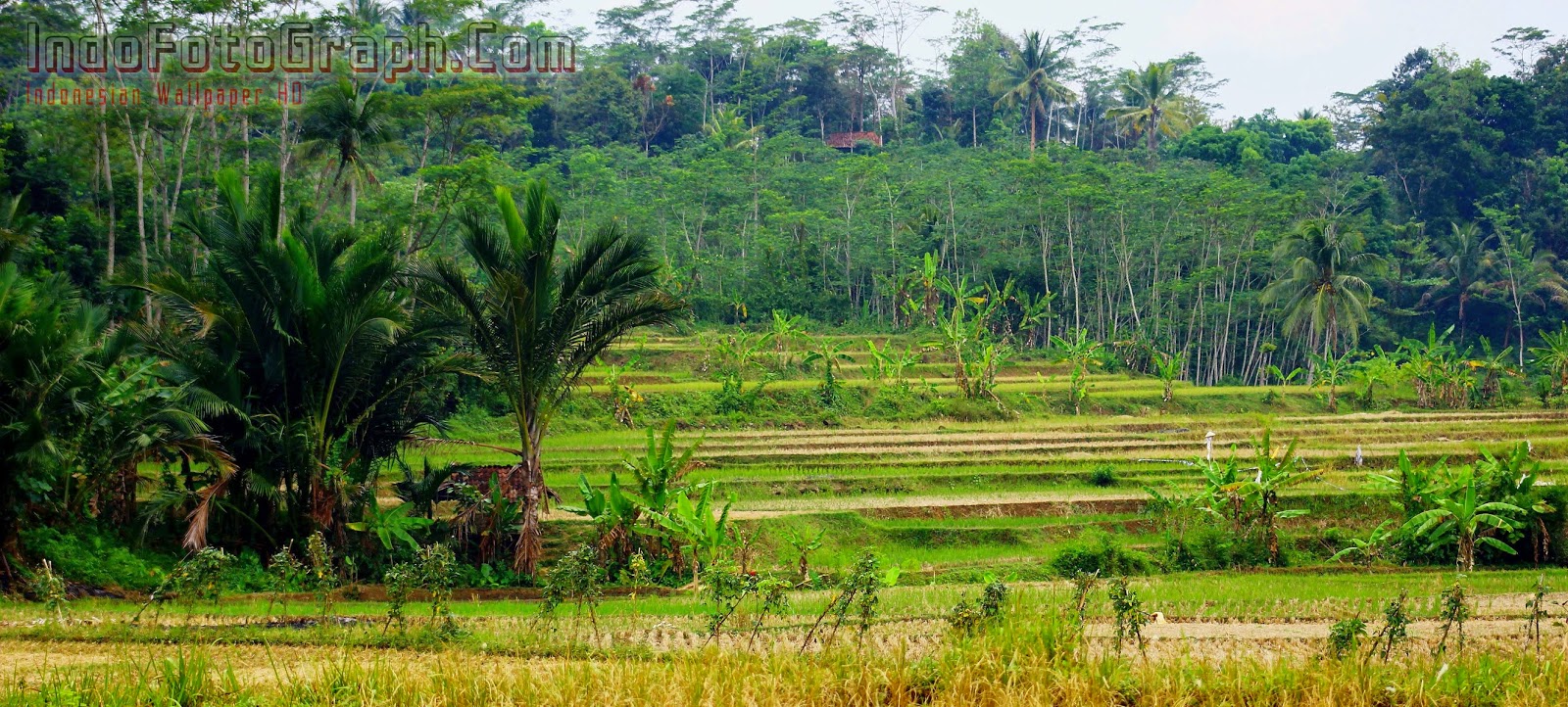 Wallpaper Pemandangan Alam Pedesaan Images Hewan Lucu Terbaru