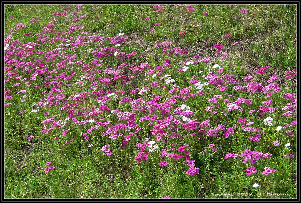 Ocala, Central Florida & Beyond Central Florida Wildflowers