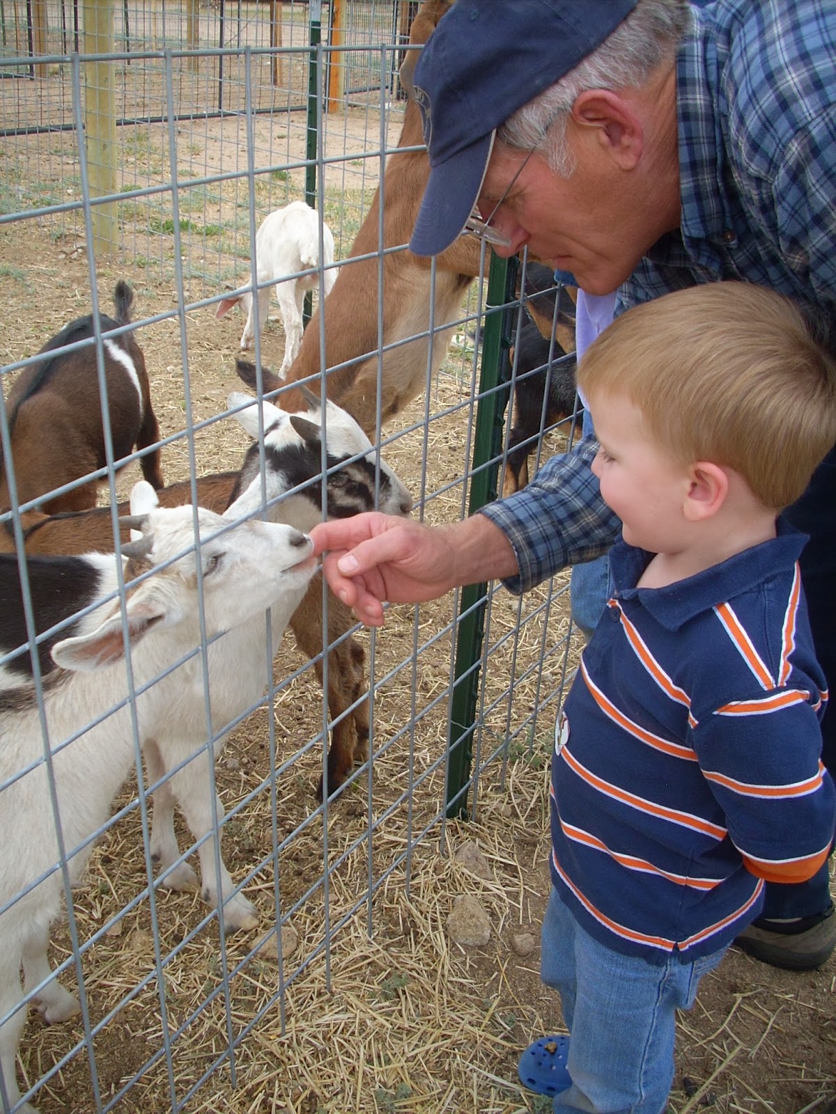 Explore Colorado Jumpin Good Goat Dairy Farm Buean Vista Colorado A