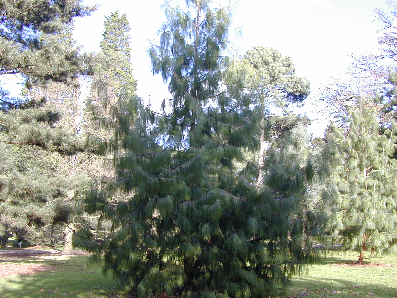 Trees of Santa Cruz County: Pinus patula - Mexican Weeping Pine