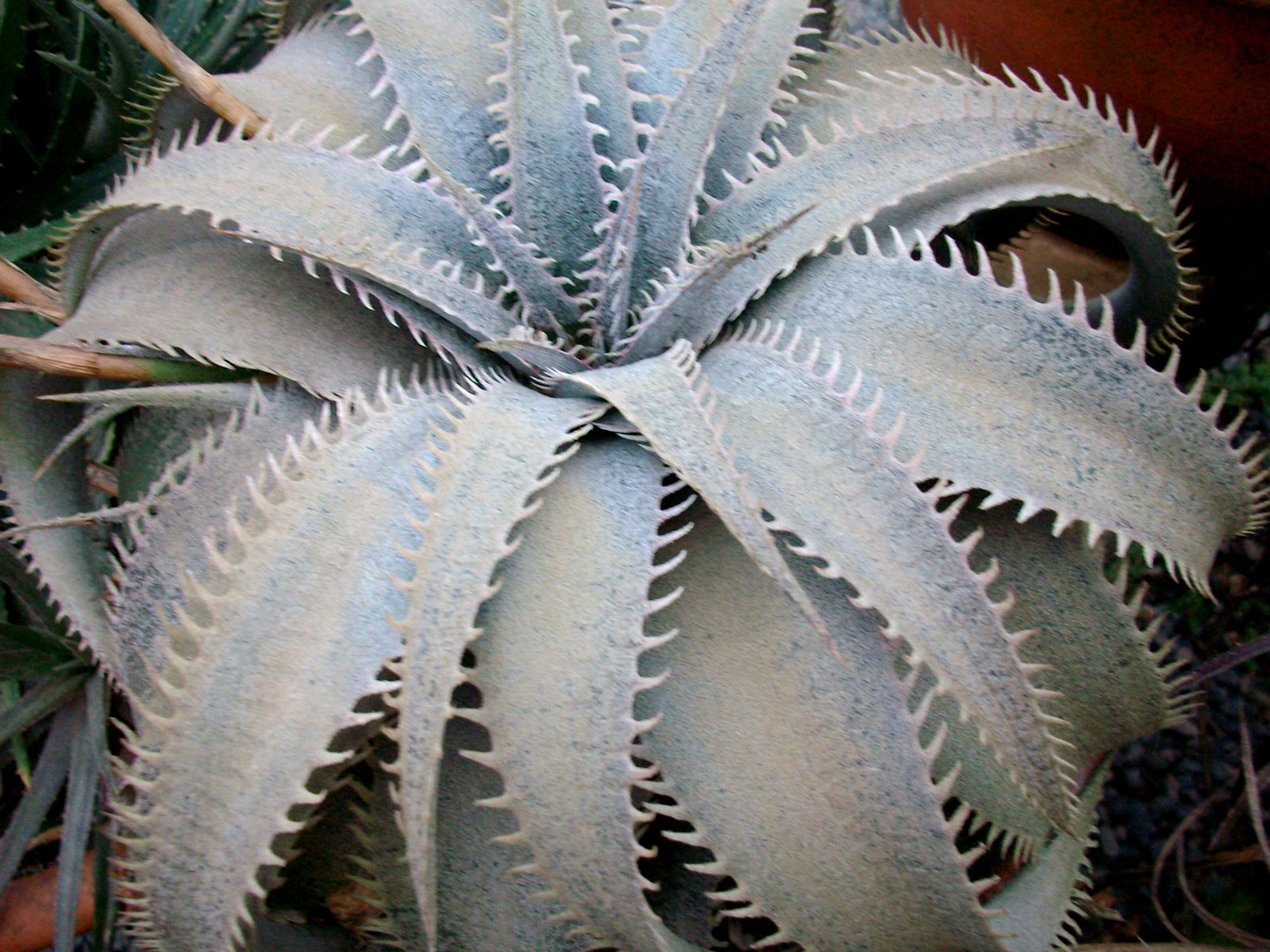 Dyckia Brazil: Dyckia marnier -lapostollei
