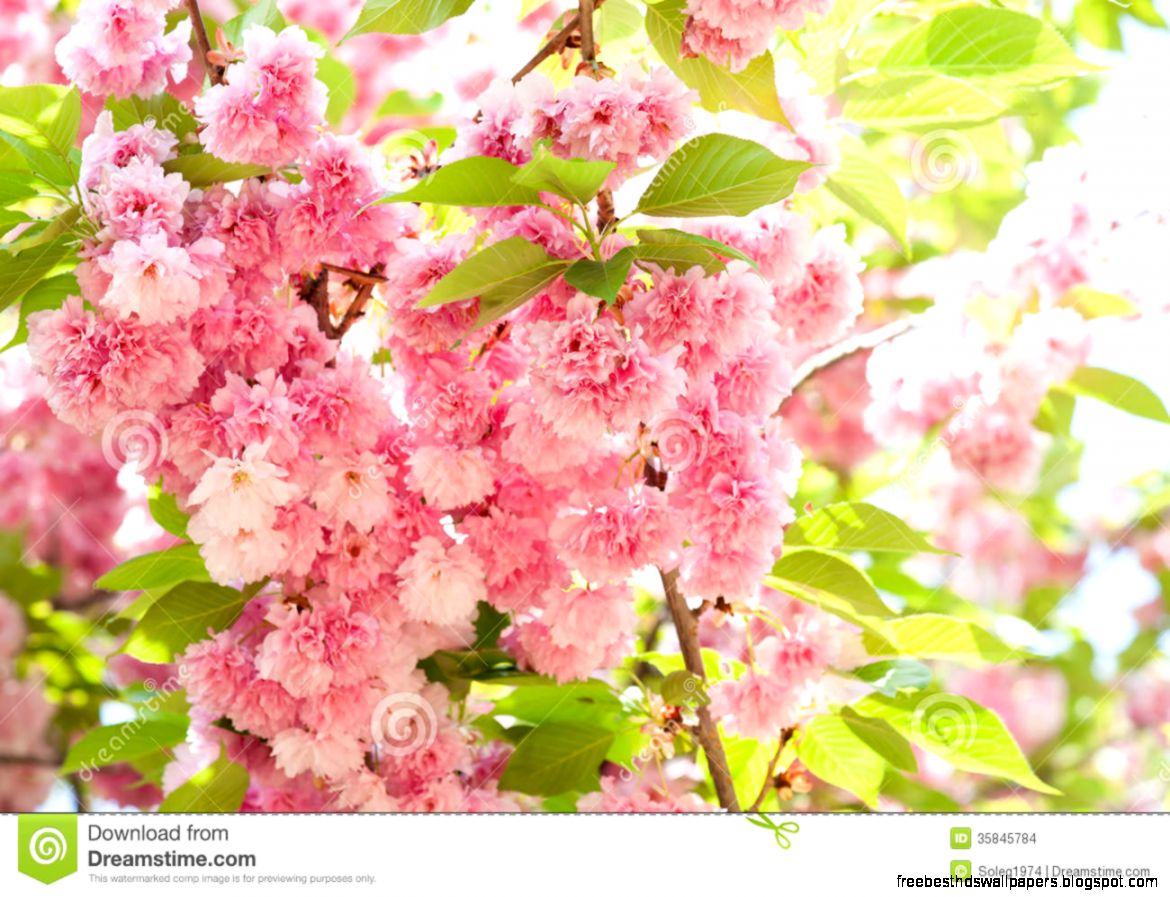 Sakura Cherry Blossom In Spring Stock Images Image 35845784 Sakura Cherry Blossom In Spring Stock Images Image 35845784