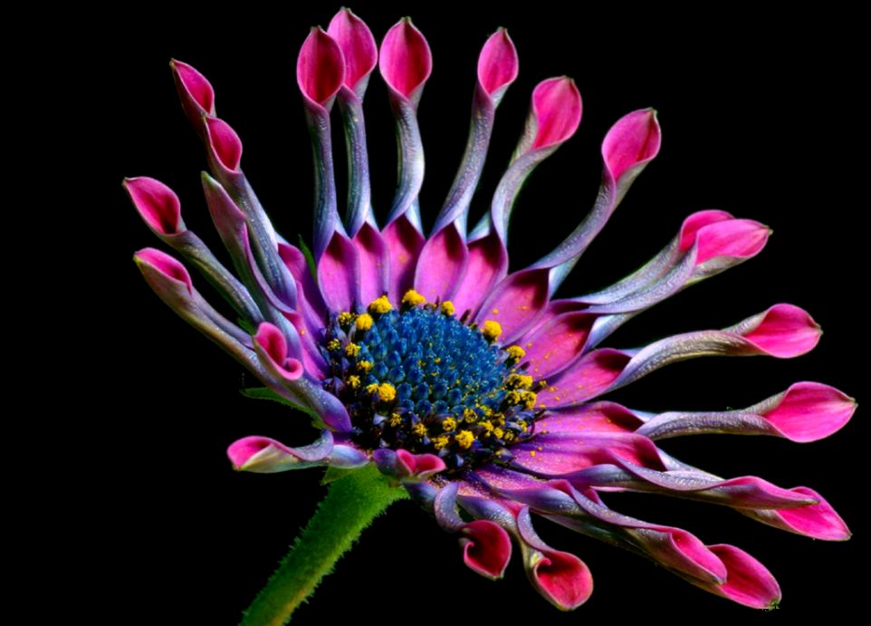 Public domain image free picture of daisy daisies flowers petals Public domain image free picture of daisy daisies flowers petals