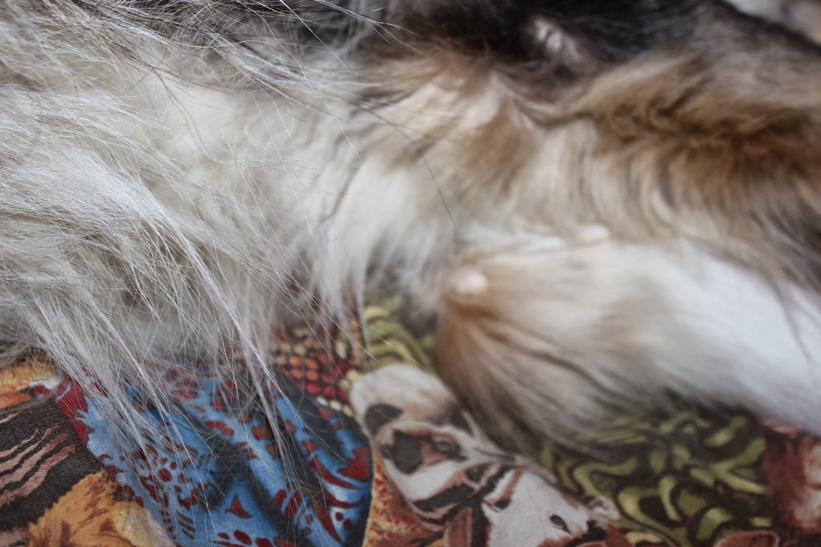 Know Thy Dog Pressure sores or calluses