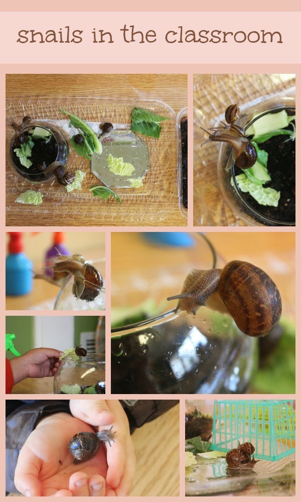 scrumdillydo! snails in the classroom