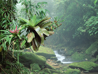 Rainforest HD WALLPapers