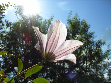 Clematis "Hultine"