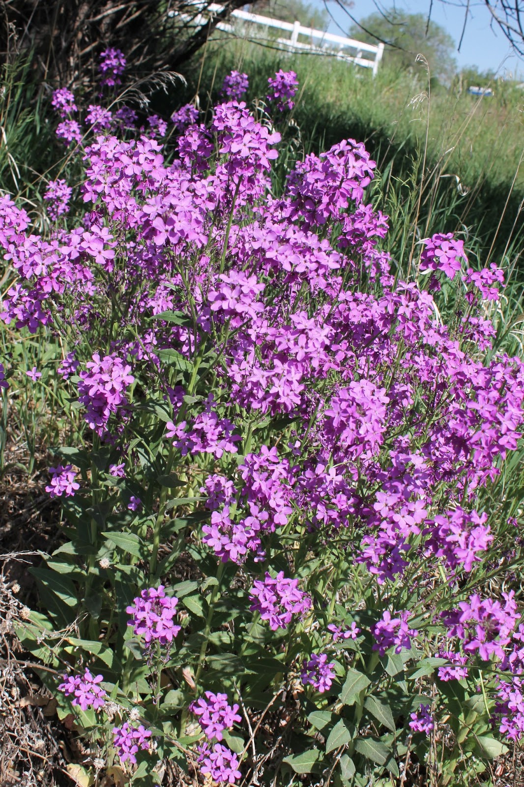 Pine Valley Blog June 2013