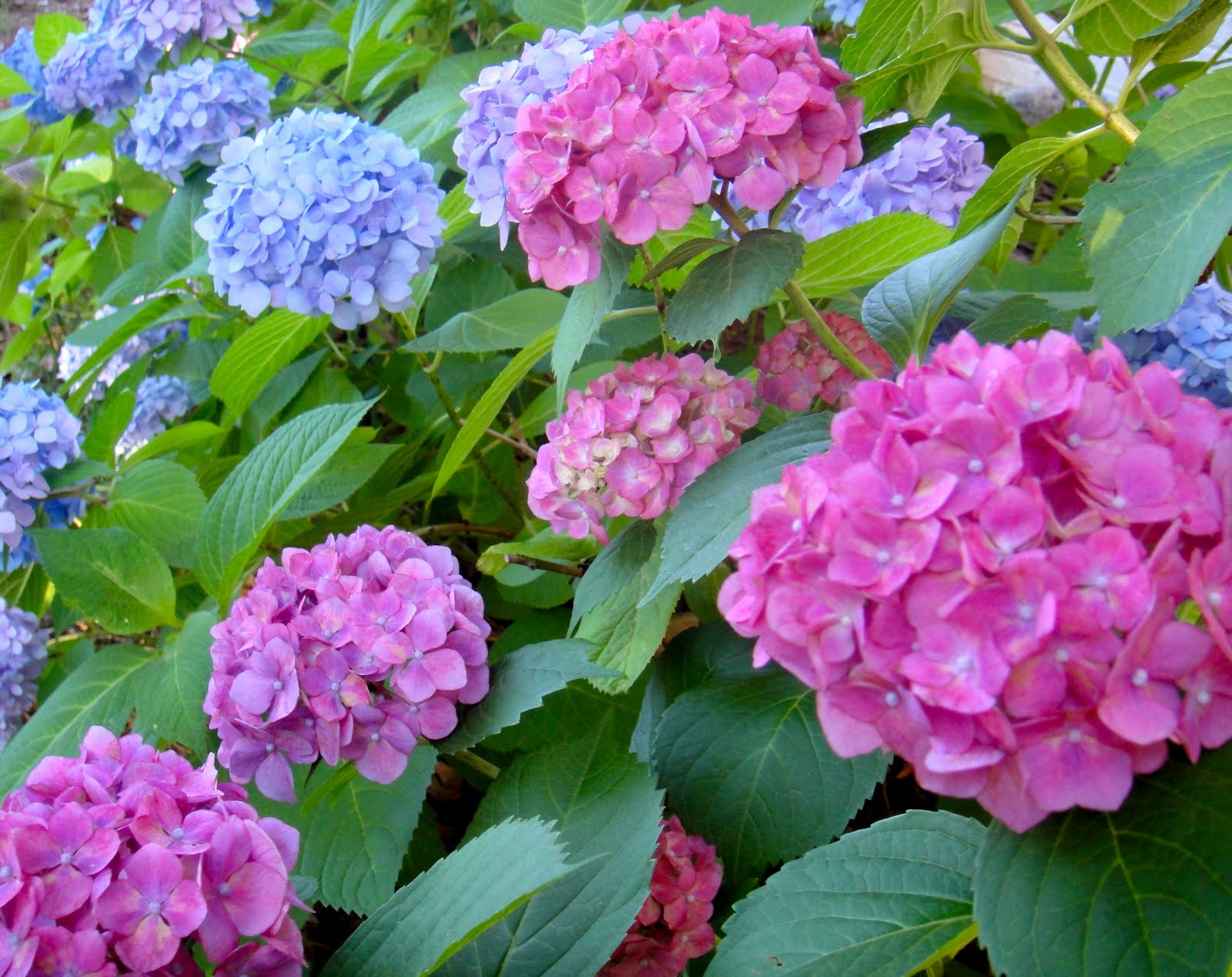 Limelight And Little Lime Hydrangea Great Shrubs For Any Garden