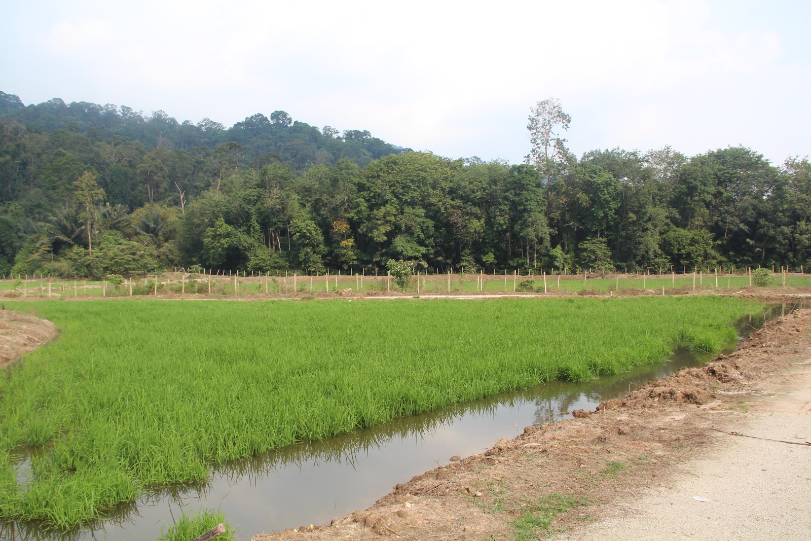 Katak Panggil Hujan
