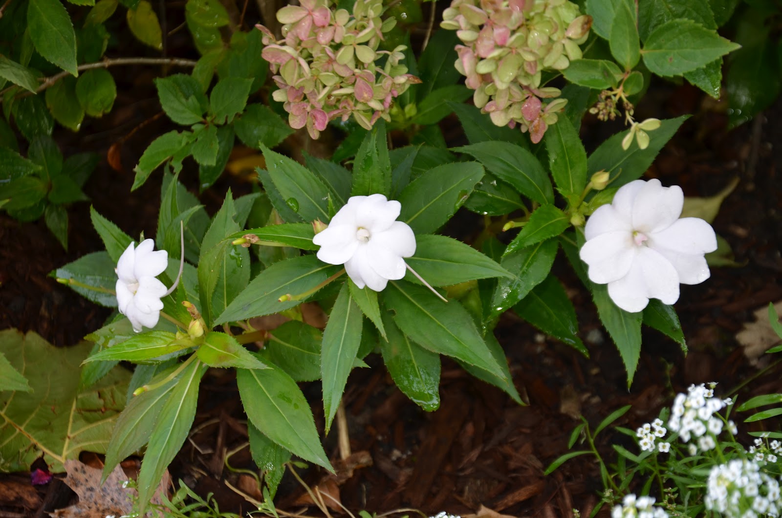 Zone Five and a Half Impatiens blight disease Trouble in the landscape