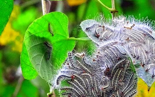 Terms Of Venery April 2014