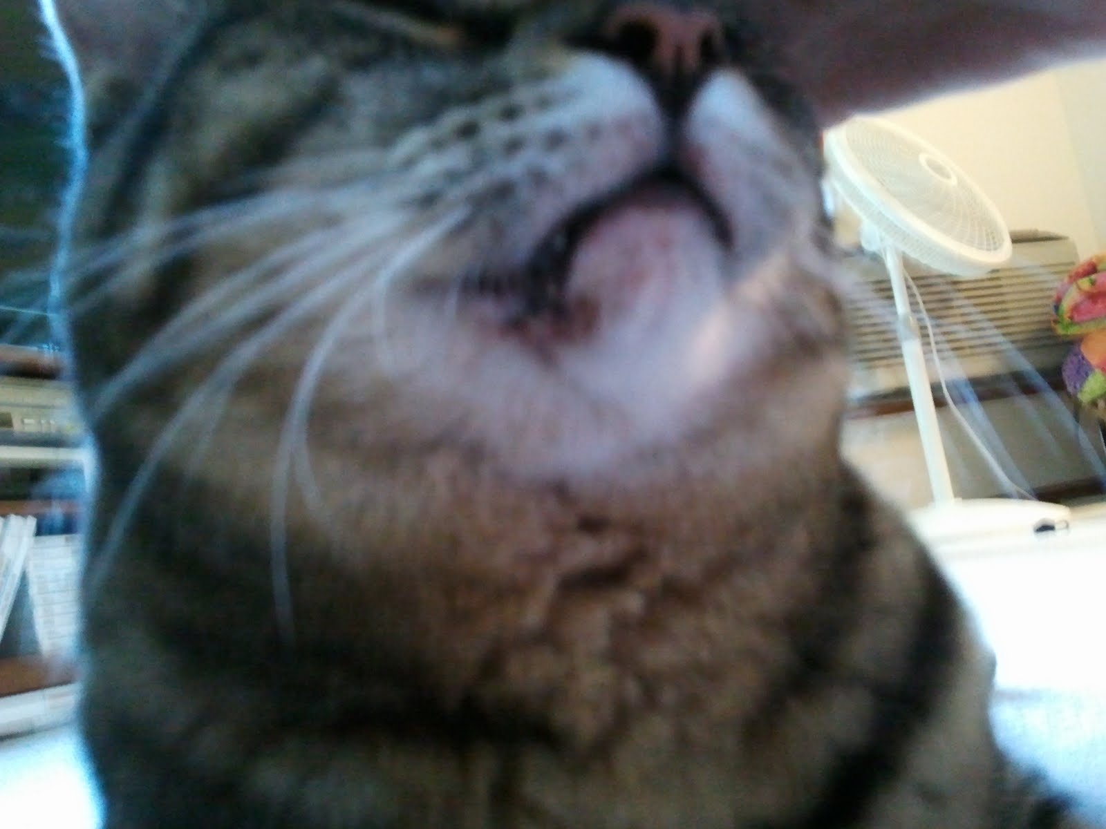 cheryl in space My Cat's Tumor