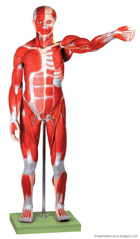 Human Anatomy ModelChina Medical modelsBiological modelMedical Human Anatomy ModelChina Medical modelsBiological modelMedical
