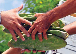 CURIMATAÚ - Governo do Estado faz distribuição de palma resistente 