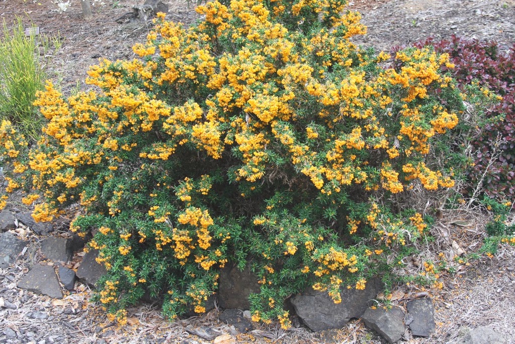 Barberry Uk Stock Photos Barberry Uk Stock Images Alamy