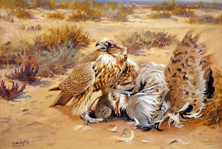 falcons are fighting with each other