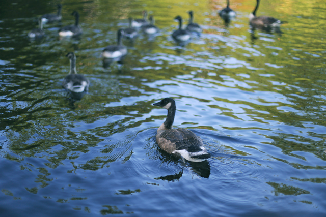 geese