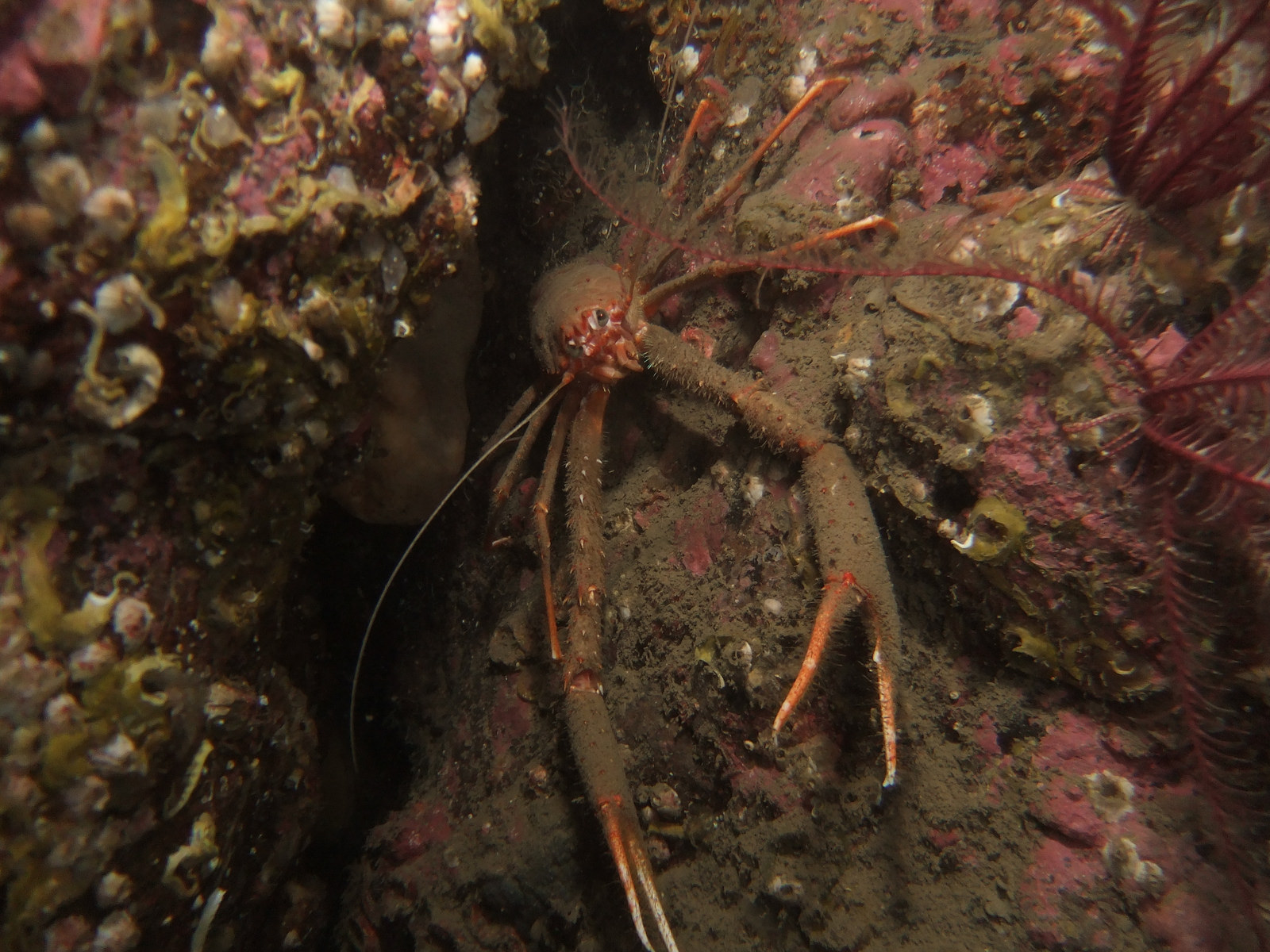 Real Monstrosities Squat Lobster