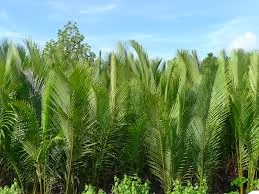 Nipa palm sugar picture