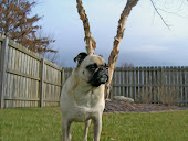 In loving memory of Payton<br>March 21, 2003 to March 30, 2012