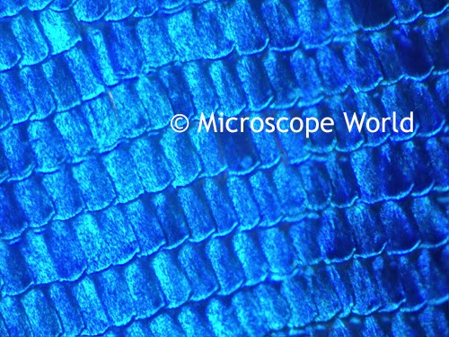 Butterfly wing under the microscope at 100x.