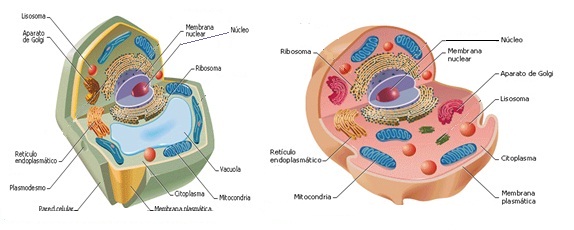 Procariotas Y Eucariotas