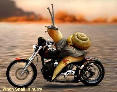 funny animals animated funny animals pics. funny animals animated