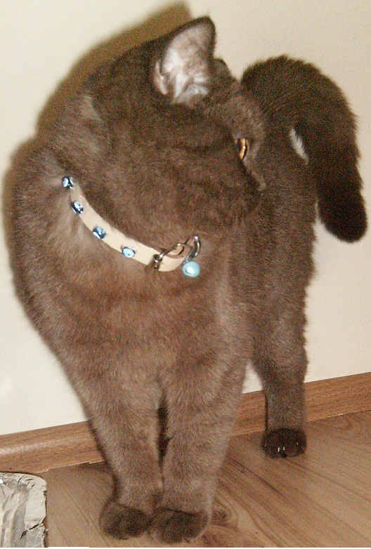 Yasmin Cats Haziran 2011