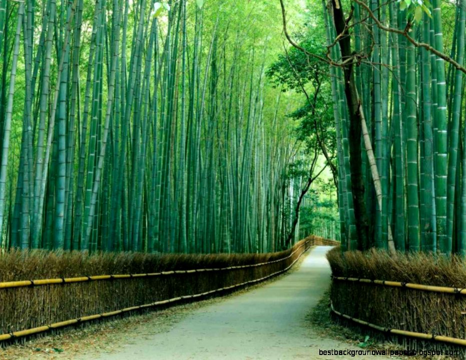 Top 10 The Most Beautiful Nature Scene Large Wall Murals Top 10 The Most Beautiful Nature Scene Large Wall Murals