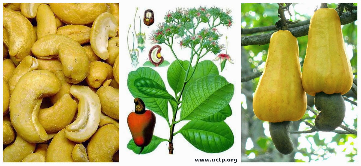 UCTP Taino News "Did You Know" Files Cashews and Taino People