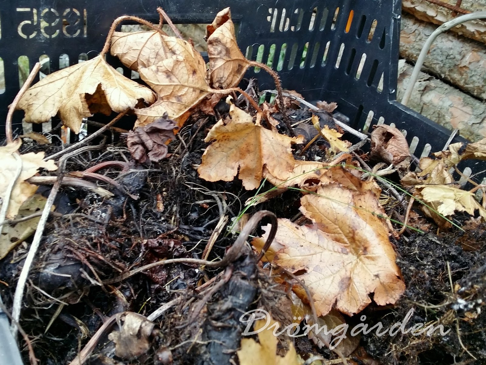 Drömgården: trädgårdsjobb 1:a november