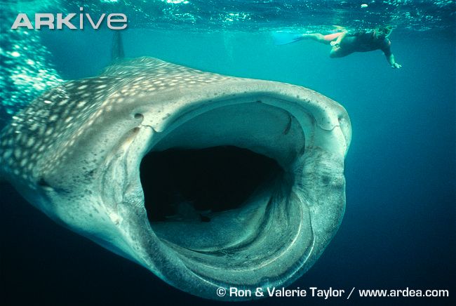 large whale shark feeding