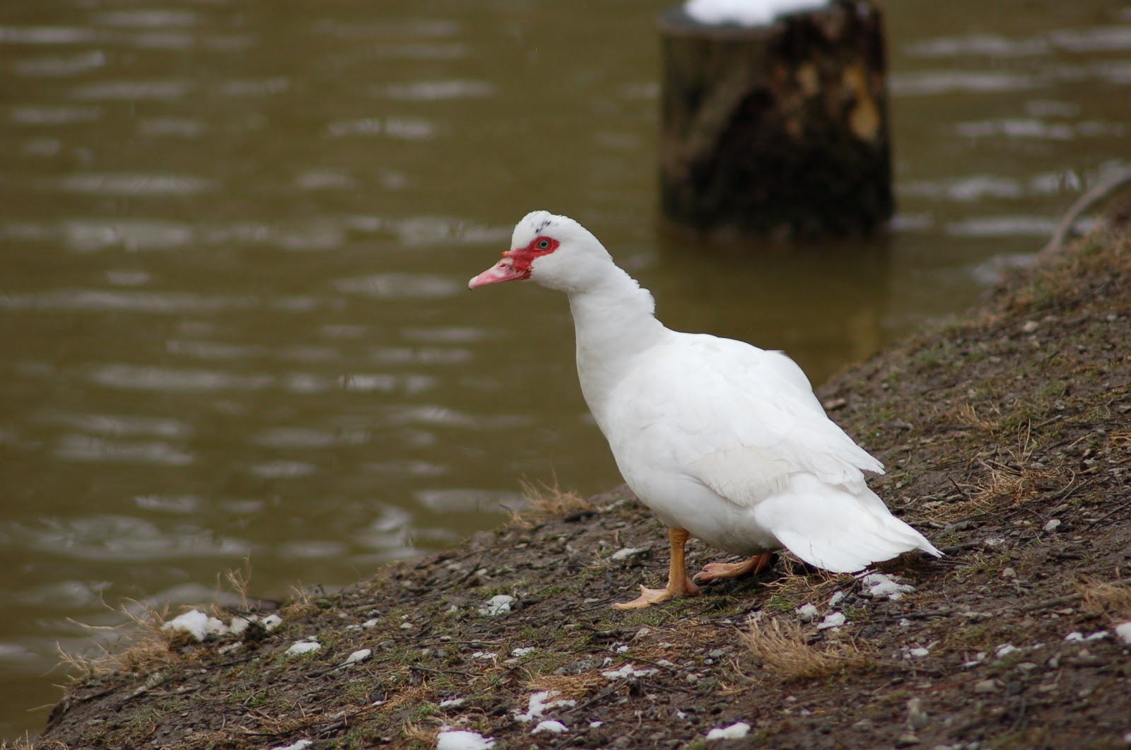 Manny's Backyard Gourmet: Quack like a duck.
