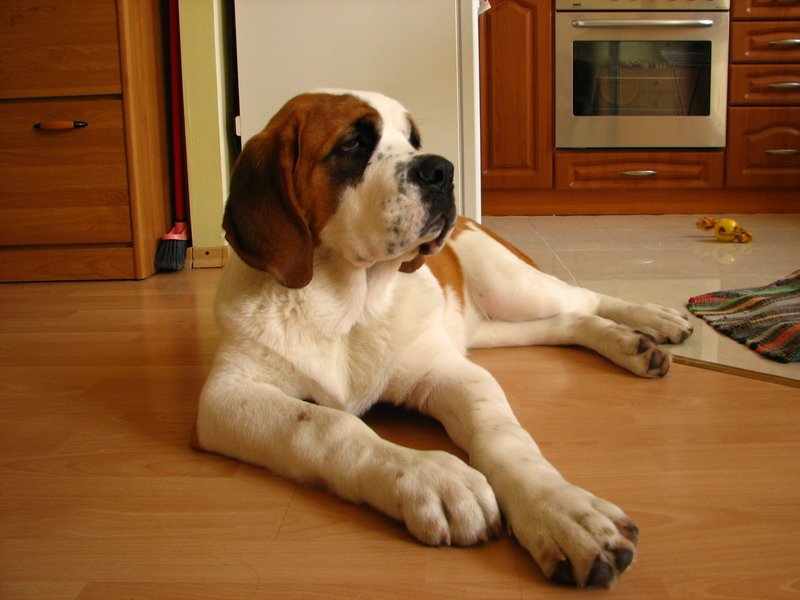 Psy & Pieski: Bernardyn krótkowłosy