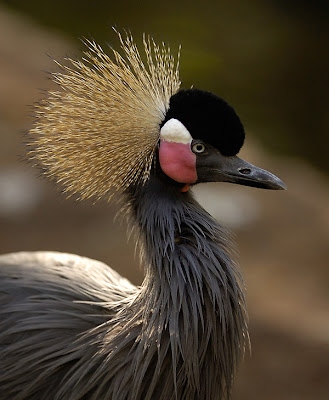 African Crowned Crane bird