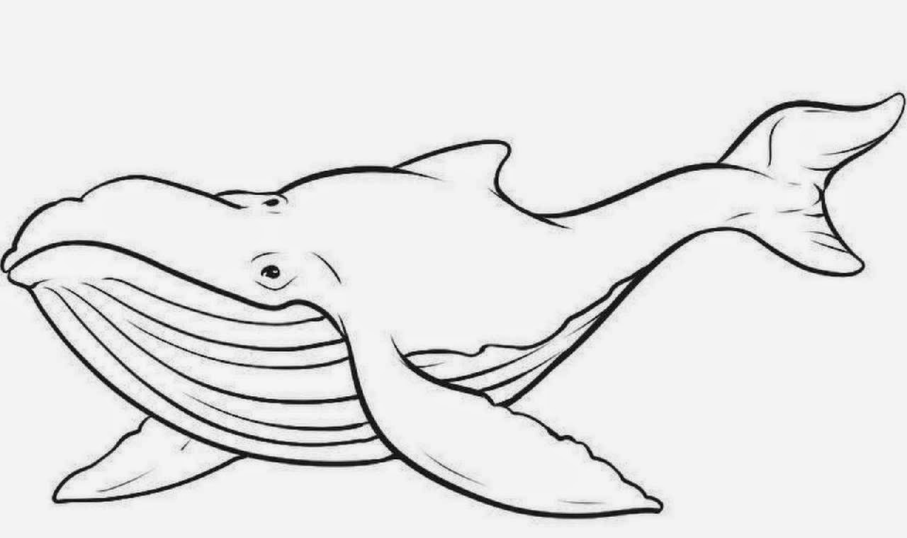 whale templates printable That are Sweet Bill Website