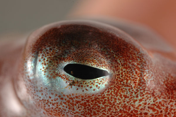 Octopus Pupil
