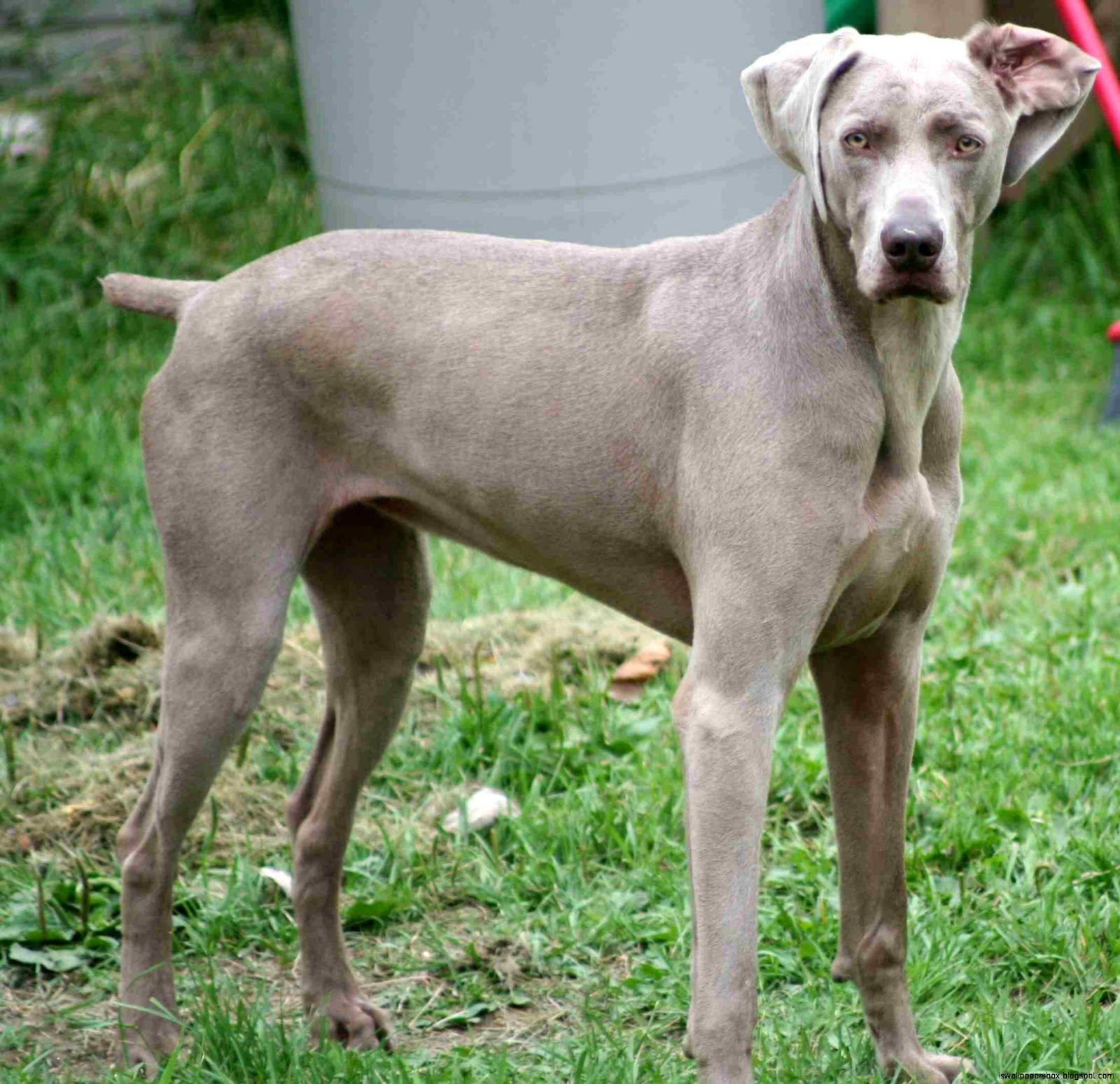 Weimaraner Dog Pictures Wallpapers Box