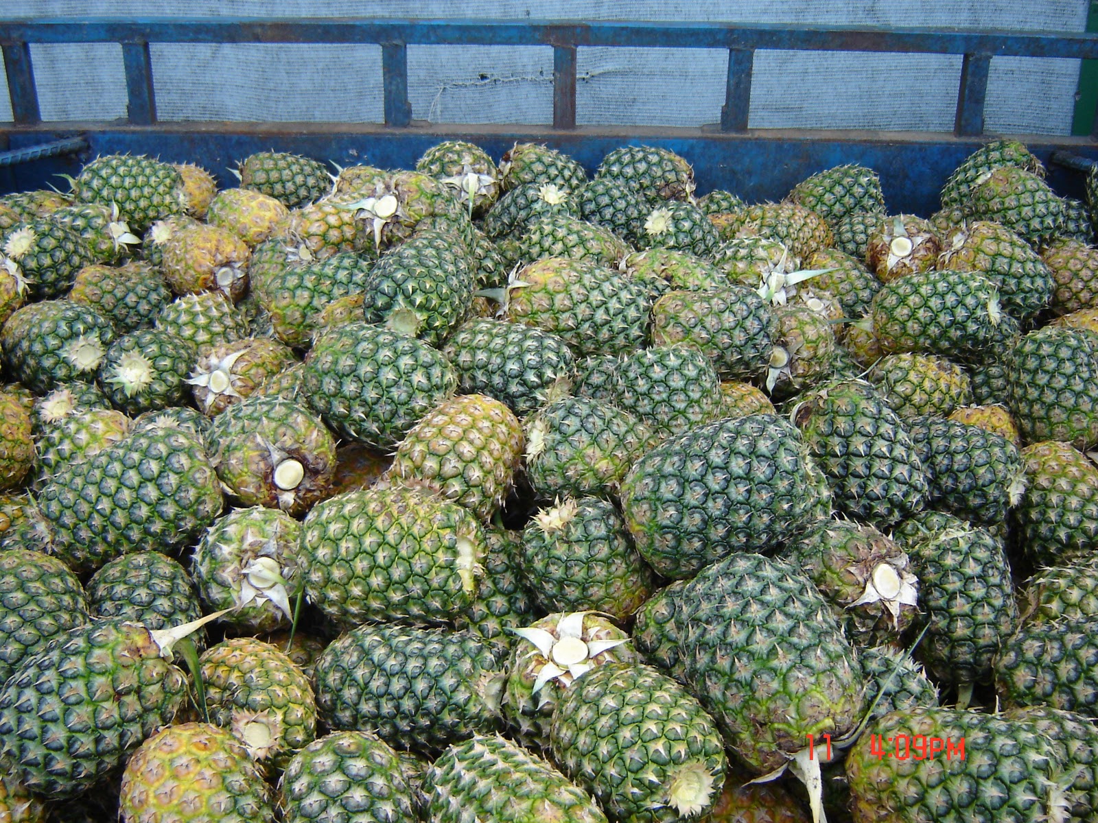 Caribbean Costaricans Pineapple Tour Autocthonous Pineapple Plantation
