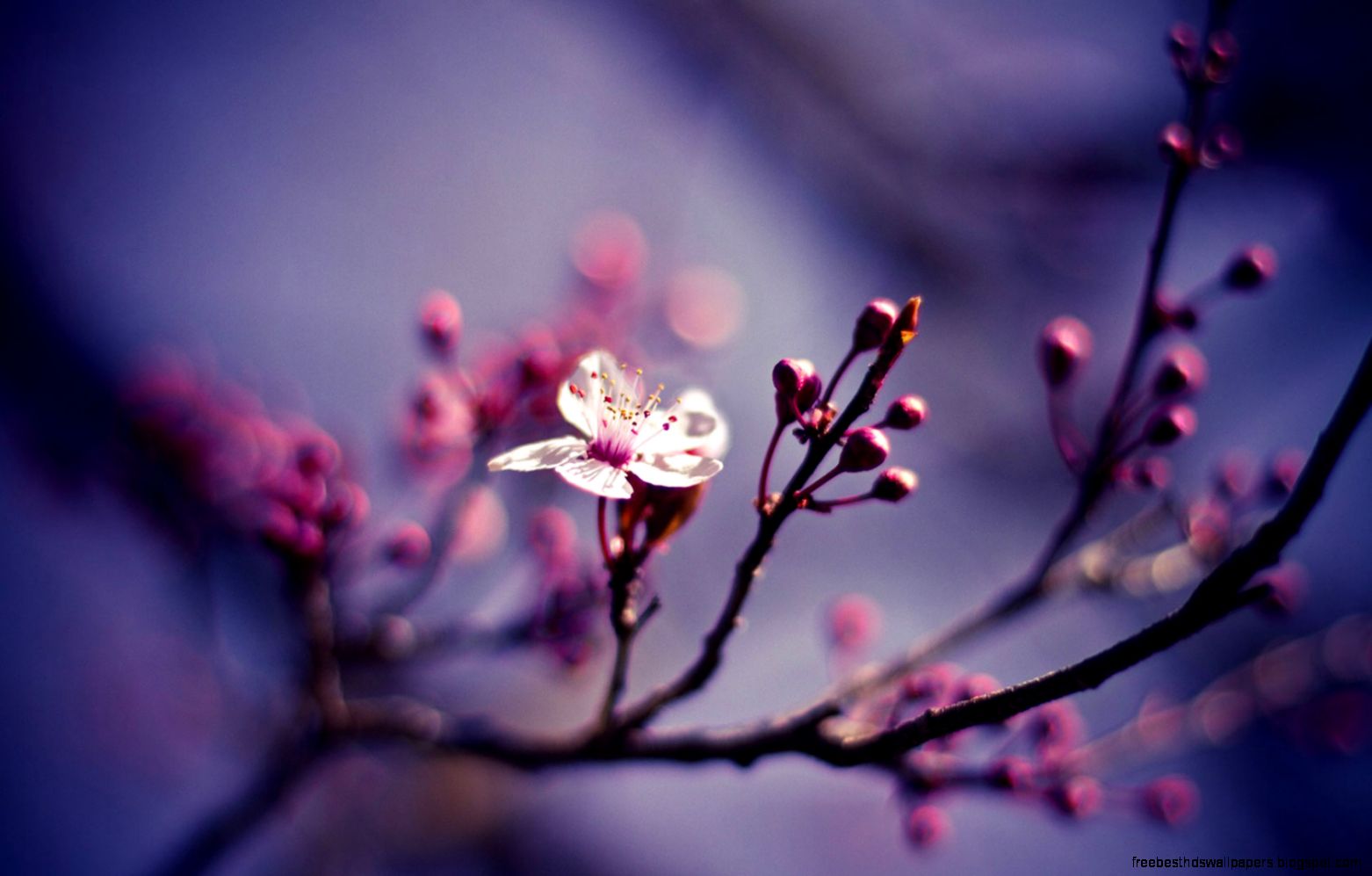 50 Free Spring Wallpaper HD for Desktop Web Design Burn 50 Free Spring Wallpaper HD for Desktop Web Design Burn
